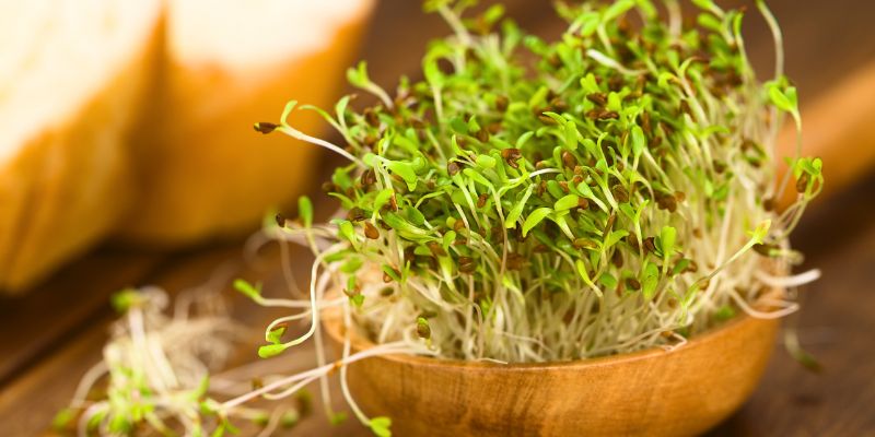 Alfalfa Tonic in UAE