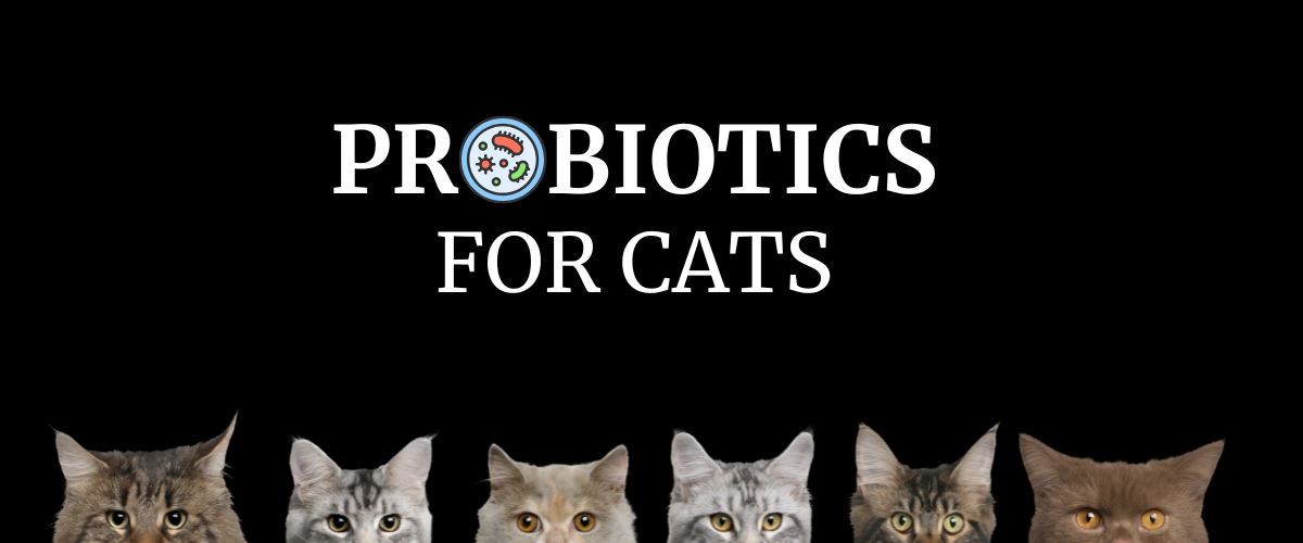 Probiotics For Cats in UAE