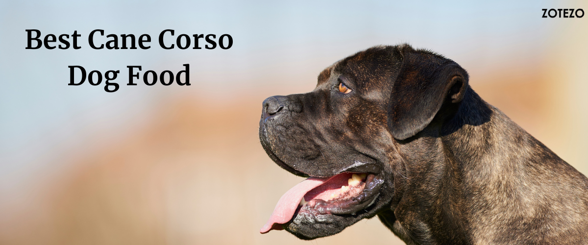 Cane corso 2025 dog food