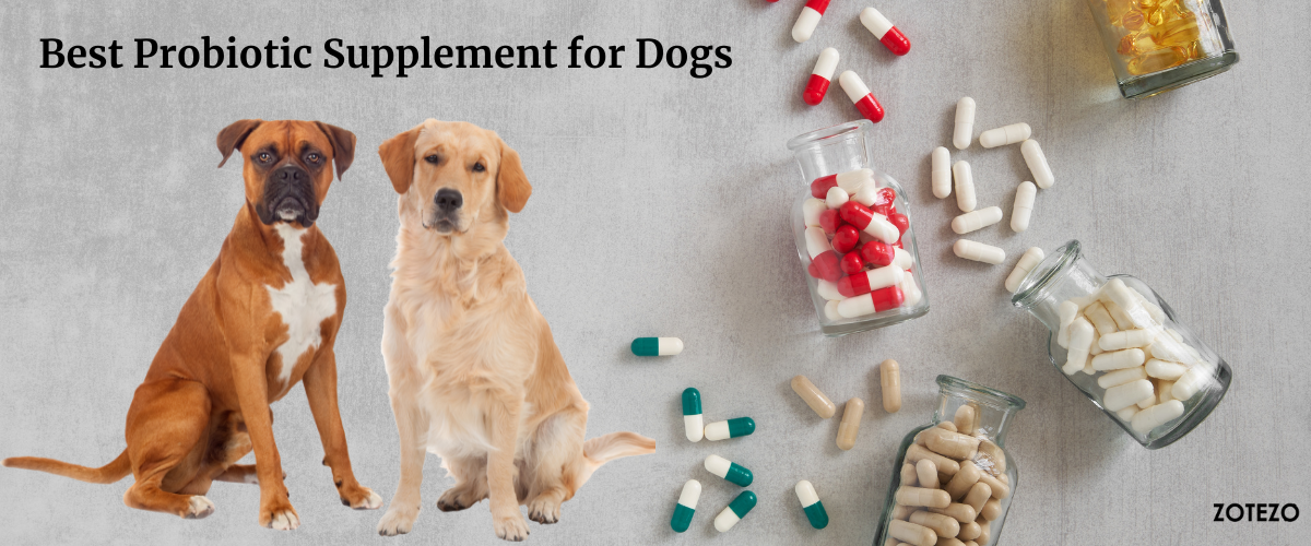 Probiotic Supplements for Dogs in UAE