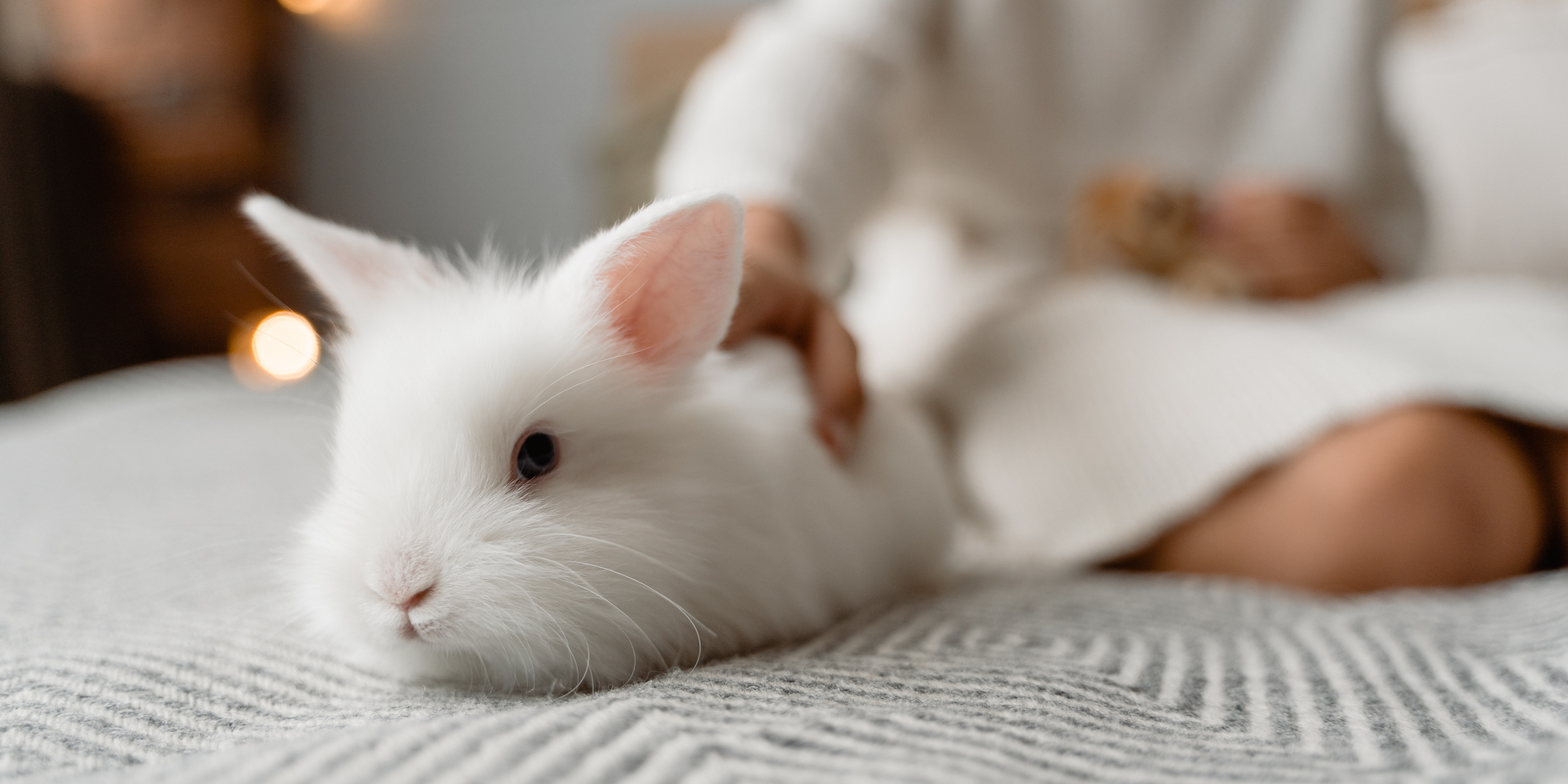 rabbit litter box in UAE