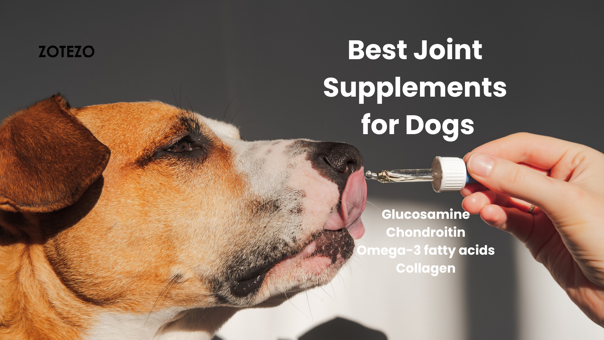 Joint Supplements for Dogs in UAE