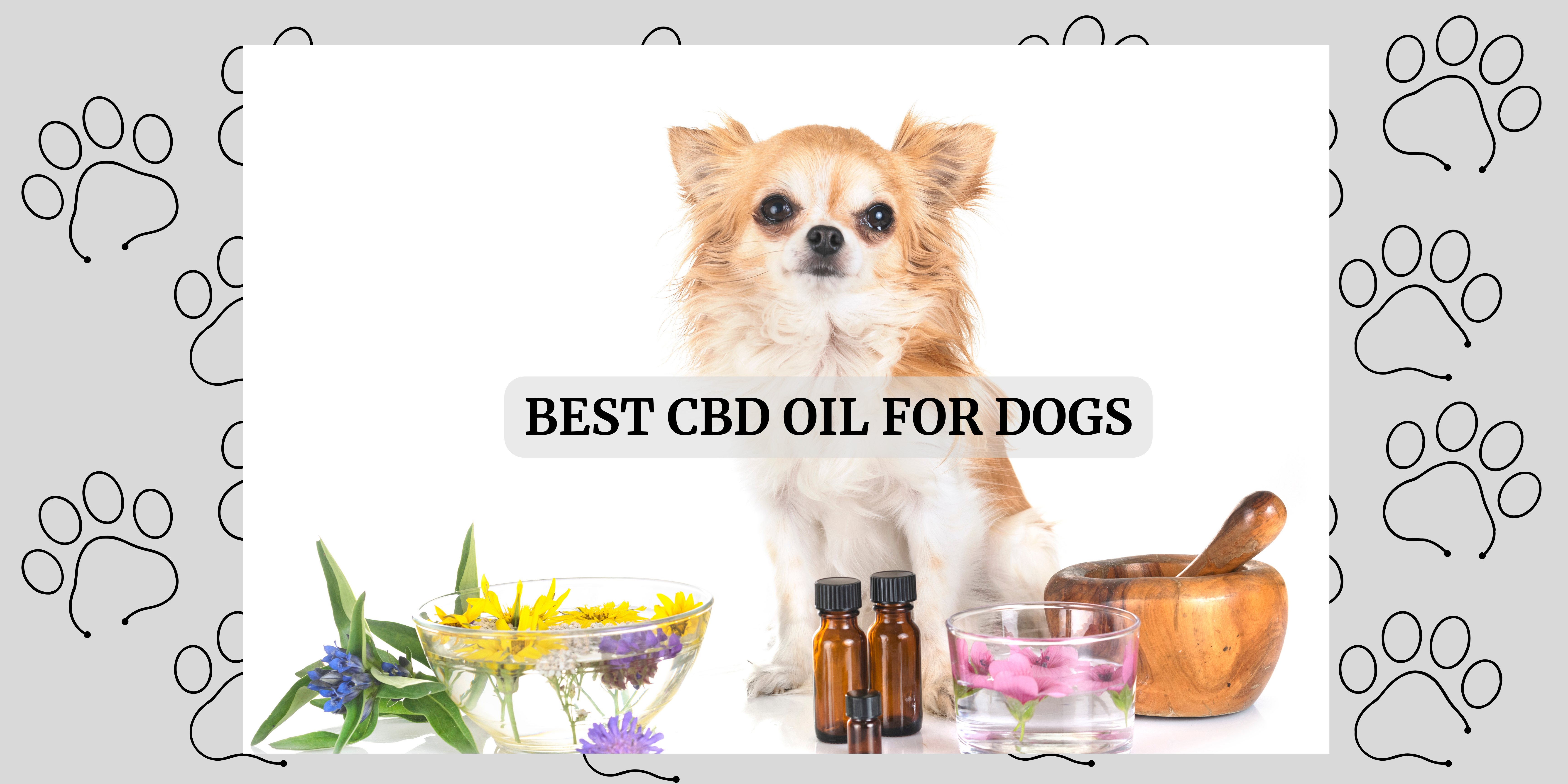 CBD oil for dogs in Australia