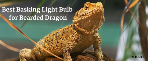 best basking light for bearded dragon