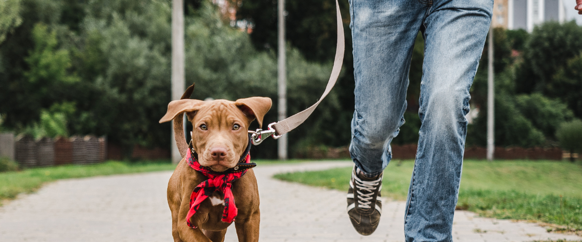 Dog Collars in Australia