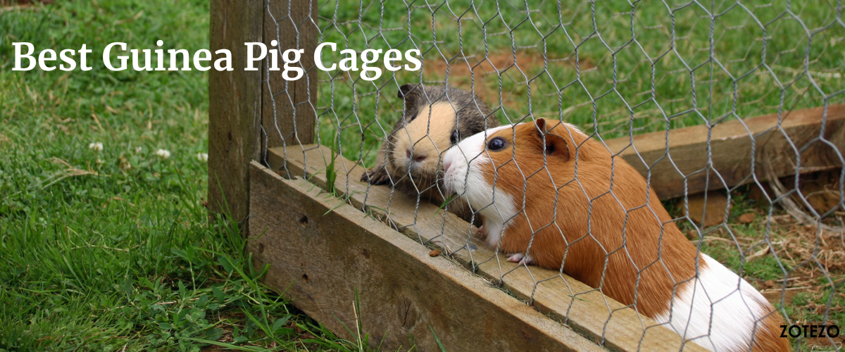 Guinea Pig Cages in Australia