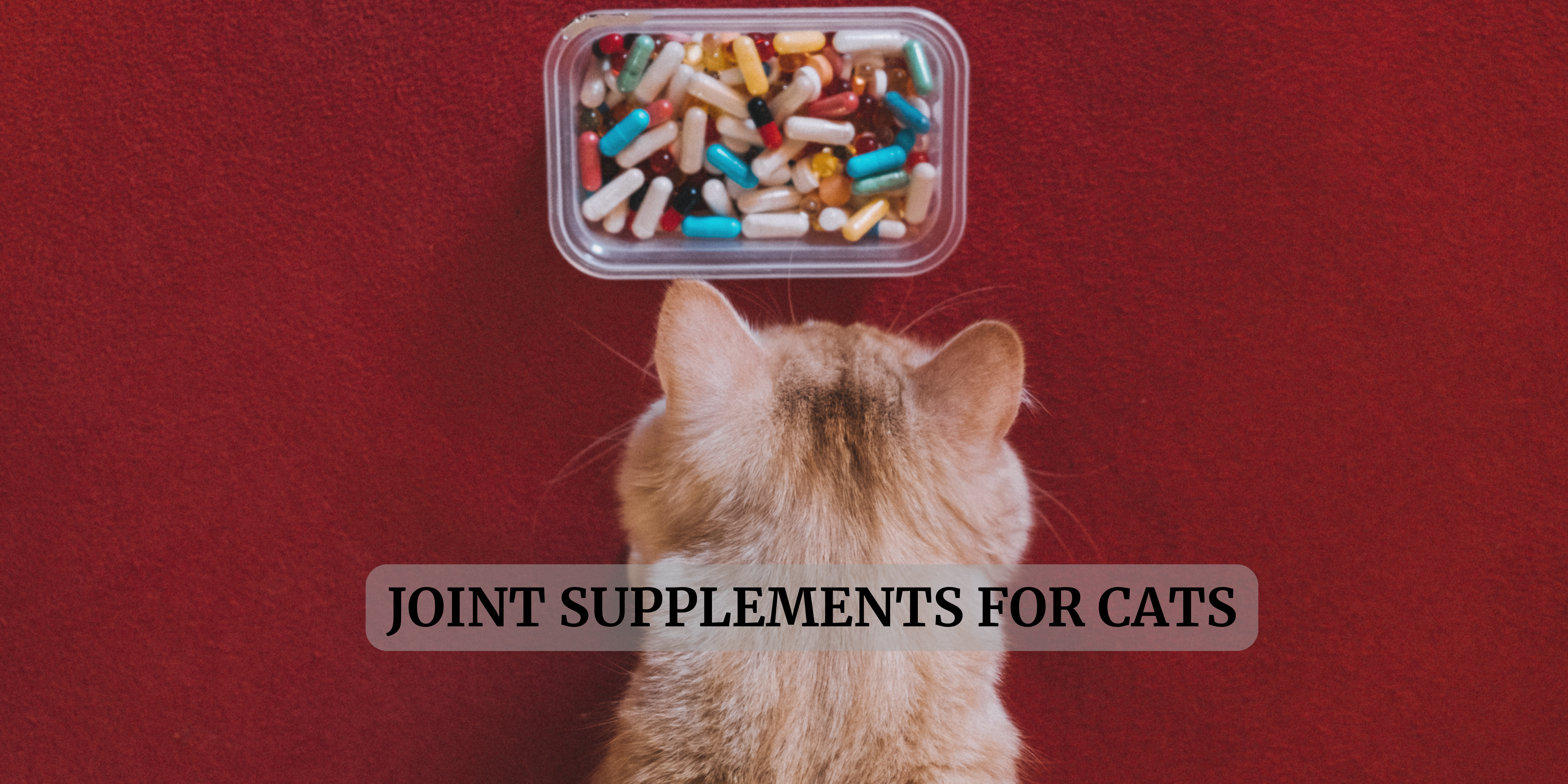 joint supplements for cats in Australia