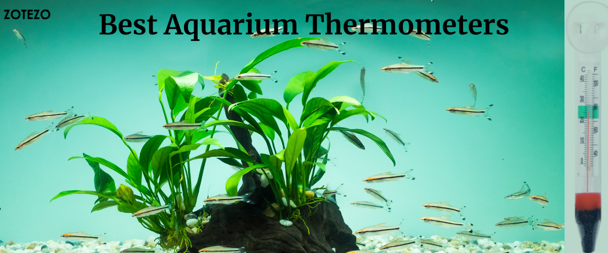 Aquarium Thermometers in Canada