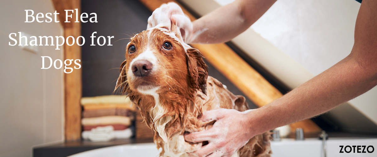 Flea Shampoo for Dogs in Canada