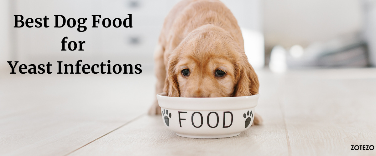 Dog Food for Yeast Infections in Germany