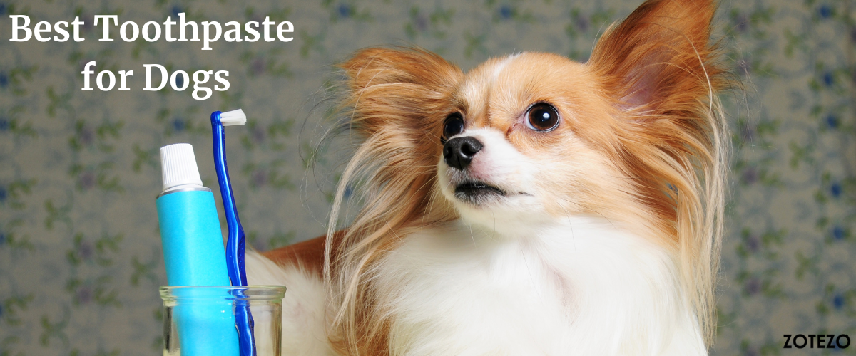 Toothpaste for Dogs in France