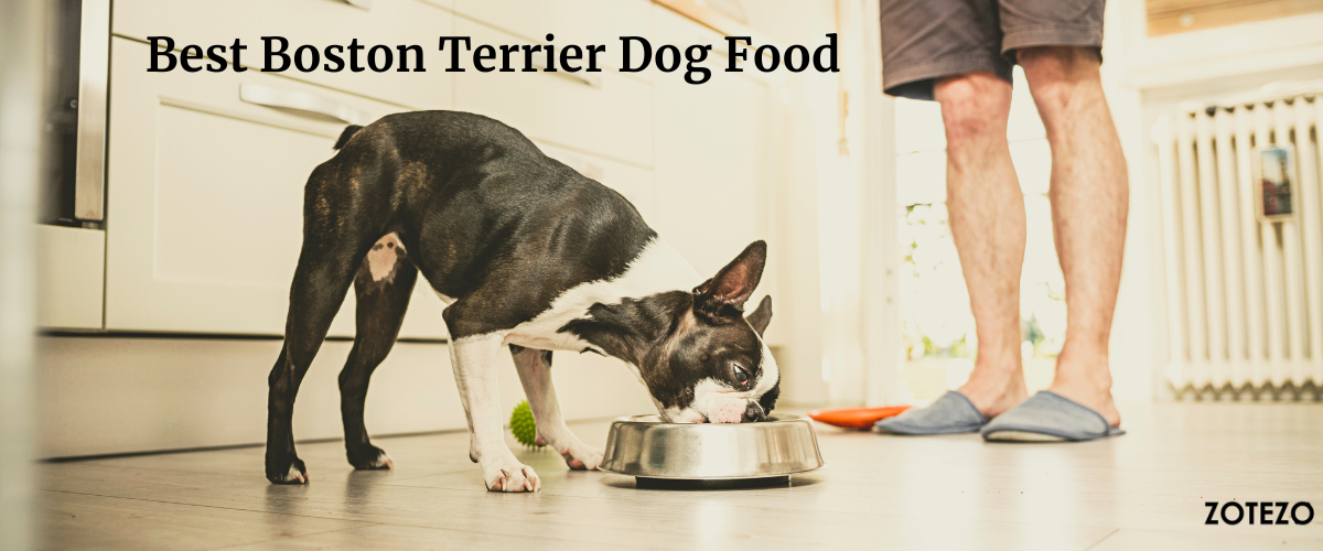 what is the best puppy food for a boston terrier