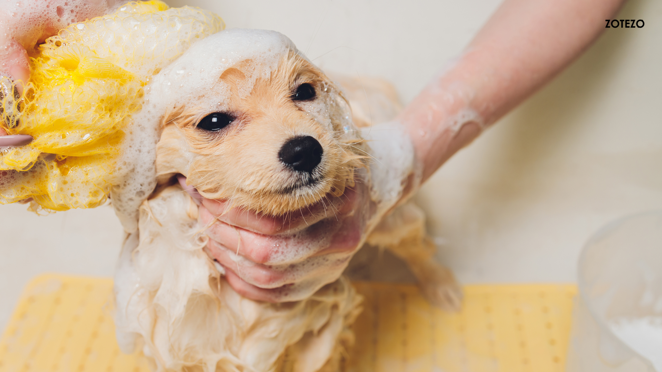 Dog Shampoos  in Italy