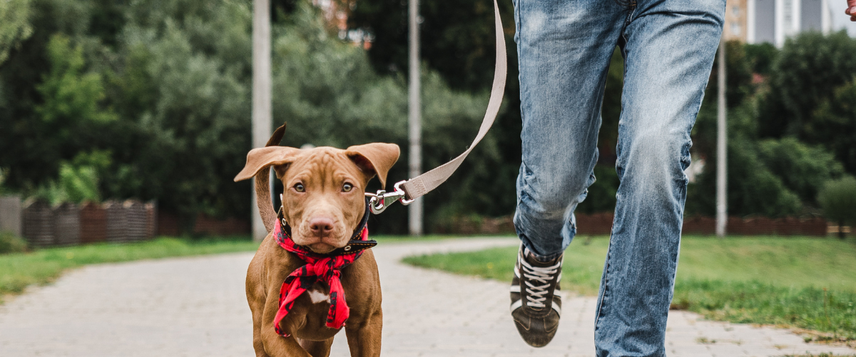 Dog Collars in Japan