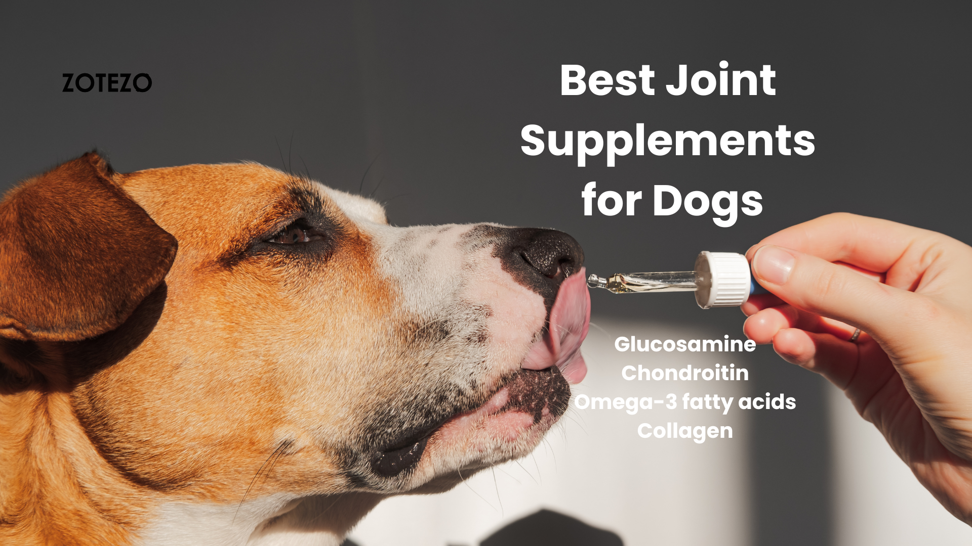 what is the best dog joint supplement