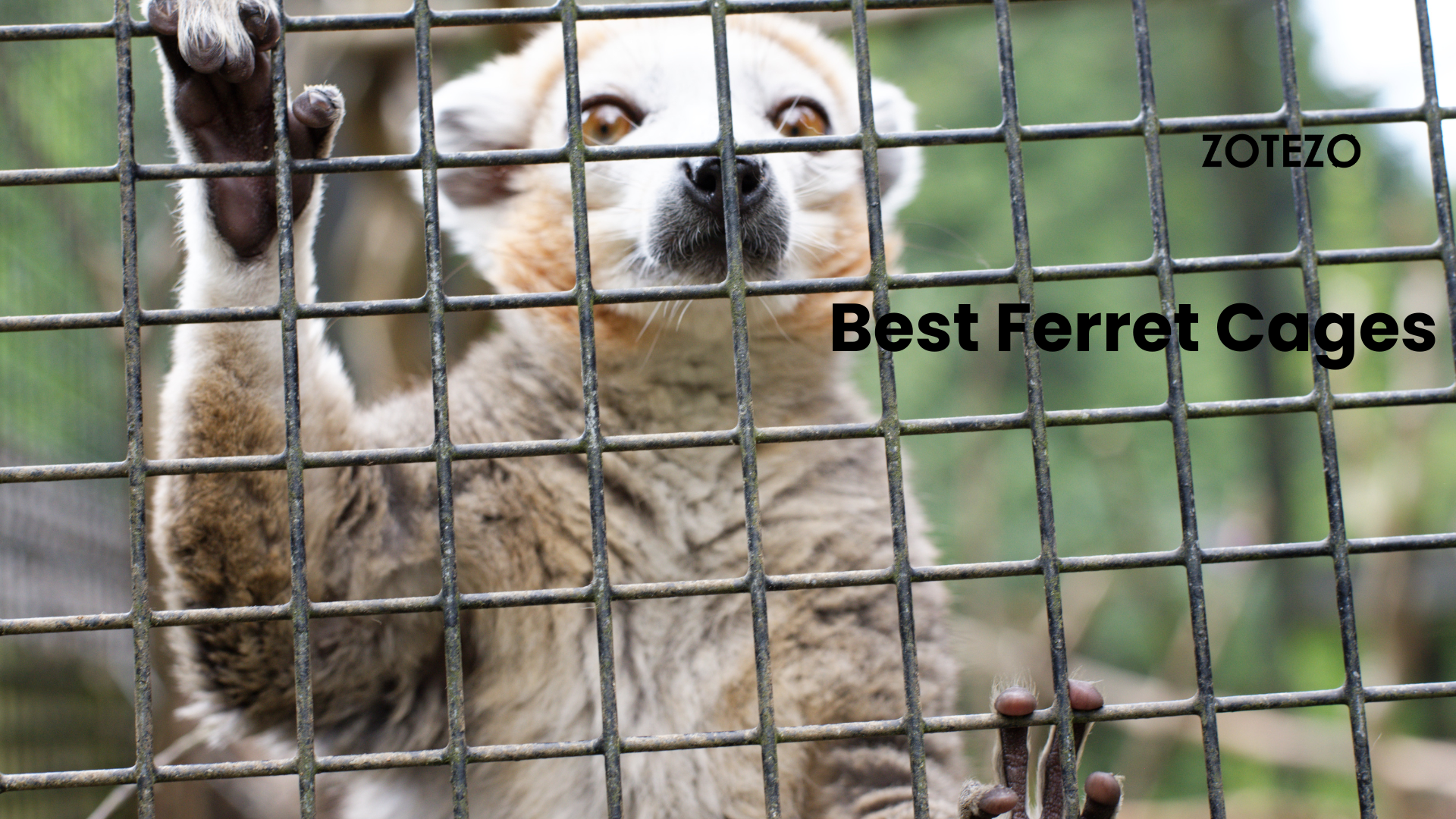 Ferret Cages in Sweden