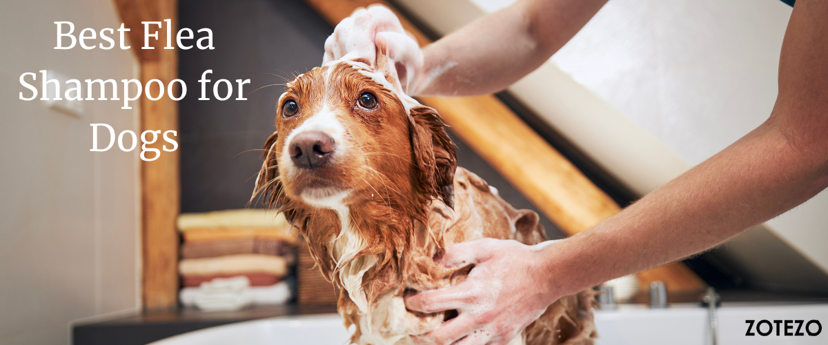 Best dog flea clearance shampoo