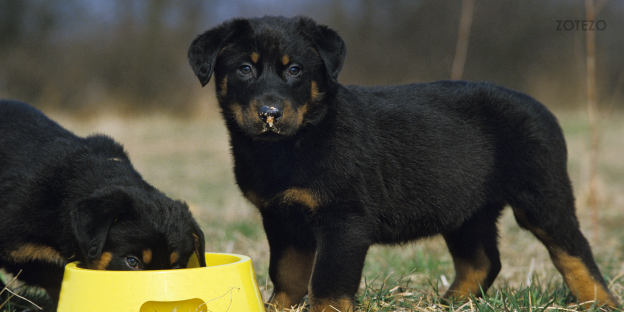 what to avoid when feeding a rottweiler puppy