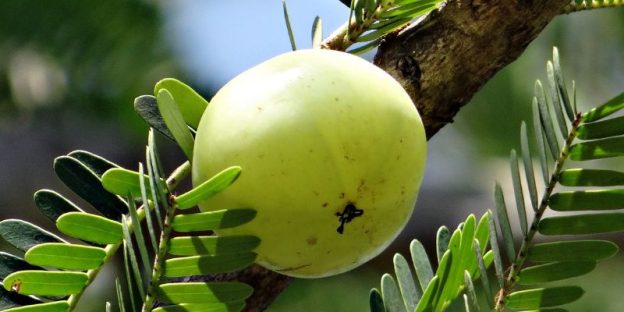 The 6 Best Amla Supplements of 2024 available in UK: A Dietitianâ€™s Picks