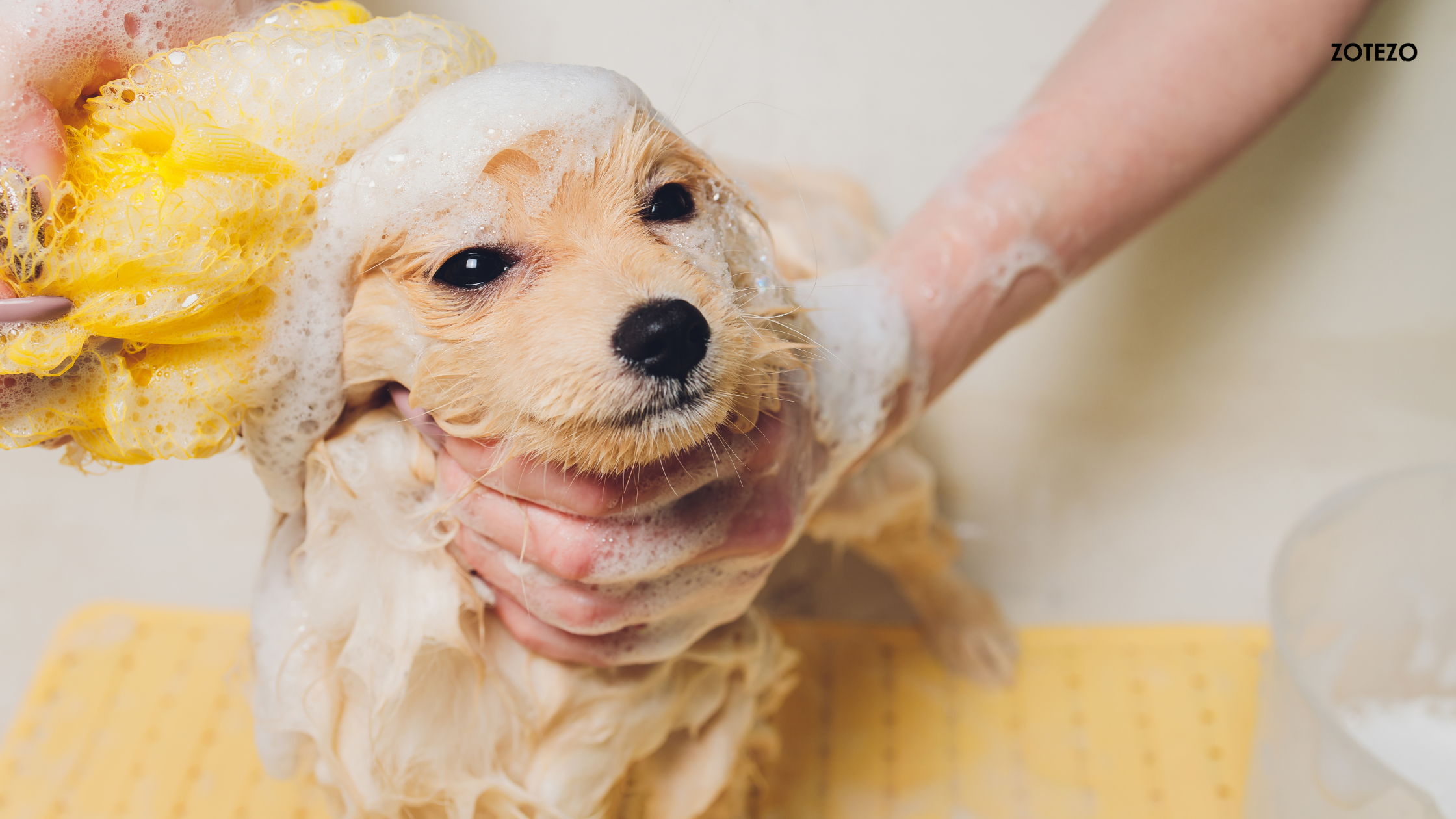 Dog Shampoos  in USA