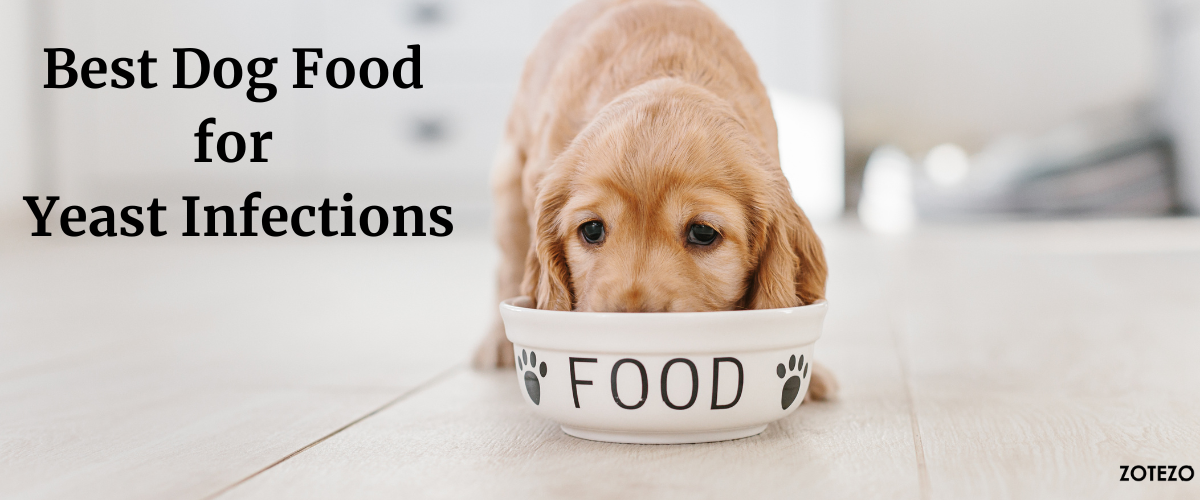 does yogurt help yeast infections in dogs